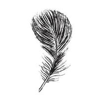 Feathers on white background. Hand drawn sketch style. vector