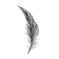 Feathers on white background. Hand drawn sketch style. vector