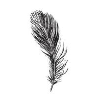 Feathers on white background. Hand drawn sketch style. vector