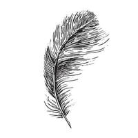 Feathers on white background. Hand drawn sketch style. vector