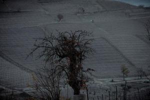 winter landscapes with dry and bare trees in the Piedmont Langhe vineyards covered with snow photo