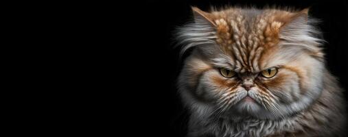 Cat having bad mood. Angry pet. Bad emotions, anger, dissatisfaction with life, negative facial expression. Bad day, misfortune concept. Copy space for text. . photo