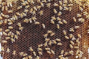 La estructura hexagonal abstracta es un panal de abejas lleno de colmena foto