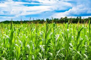 Photography on theme big corn farm field for organic harvest photo