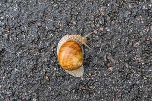 Caracol de jardín grande con concha arrastrándose por la carretera mojada date prisa en casa foto