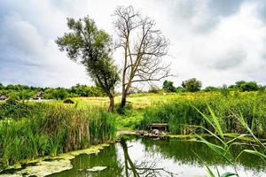 Beautiful grass swamp reed growing on shore reservoir in countryside photo