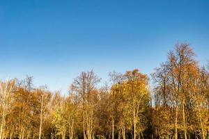 Photography on theme large beautiful autumn birch tree on background bright sky photo