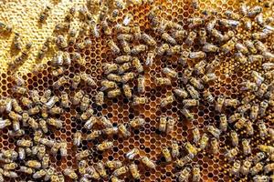 Abstract hexagon structure is honeycomb from bee hive filled photo