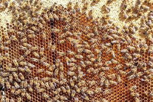 La estructura hexagonal abstracta es un panal de abejas lleno de colmena foto