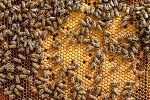 Abstract hexagon structure is honeycomb from bee hive filled photo