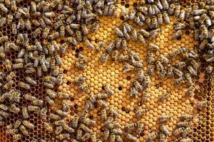 Abstract hexagon structure is honeycomb from bee hive filled photo