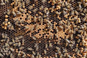 La estructura hexagonal abstracta es un panal de abejas lleno de colmena foto