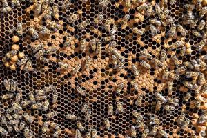 Abstract hexagon structure is honeycomb from bee hive filled photo