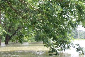 el rural areas de Bangladesh miró muy hermosa durante el inundaciones foto