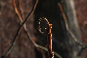 Branches with buds of staghorn sumac in early spring in the garden. photo