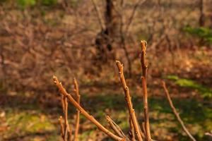 ramas con brotes de cuerno de ciervo Zumaque en temprano primavera en el jardín. foto