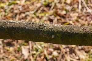 Trunk of staghorn sumac in early spring in the garden. The texture of the bark of the sumac shrub. photo