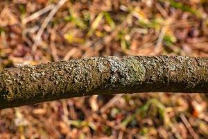 Trunk of staghorn sumac in early spring in the garden. The texture of the bark of the sumac shrub. photo