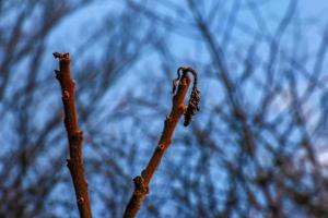 Branches with buds of staghorn sumac in early spring in the garden. photo