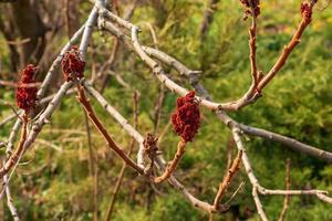 Branches with buds of staghorn sumac in early spring in the garden. photo