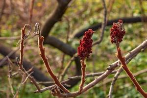 ramas con brotes de cuerno de ciervo Zumaque en temprano primavera en el jardín. foto