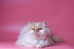 Cat Persian orange and white fur portrait adorable pet isolated the side and sits  on pink background photo