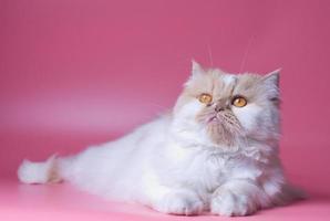 Cat Persian orange and white fur portrait adorable pet isolated the side and sits  on pink background photo