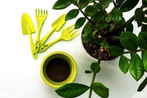 transplanted zamiokulkas with tools on the table, top view, indoor flowers photo