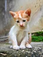 retrato de un linda y adorable gatito sentado foto