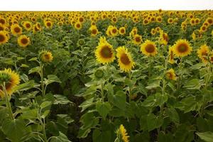 bright sunflower field a beautiful landscape summer day photo