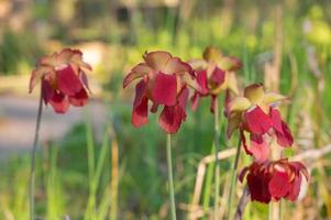 Sarracenia purpurea blooms in a sunny springtime garden. photo