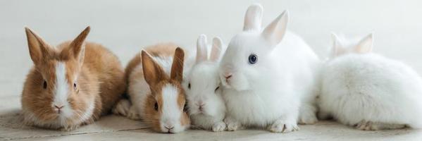 A group of cute Easter bunny rabbits on the living room floor. Beautiful cute pets. photo
