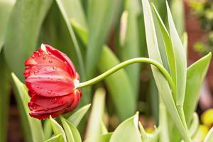 Red tulips blooms in the garden in April photo