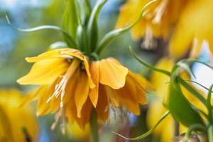 káisers corona fritillaria imperialis lutea flor amarillo color foto