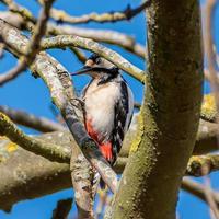 Great spotted woodpecker striking with eyes closed photo