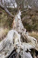 Eroded fallen tree trunk photo