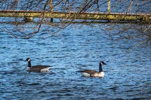 Canadian Geese going their own way photo