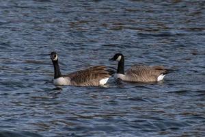 Canadian geese swimming in a lake photo