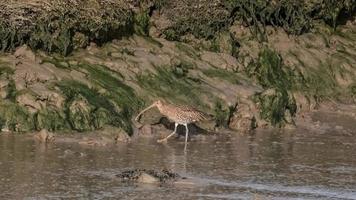 Curlew wading in the mud photo