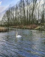 Swan patrolling his river photo