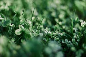 Young green clover leaf grass and myrcroclover seeds and fertilizer for a beautiful lawn in the rays of sunset summer light, stylish background design photo