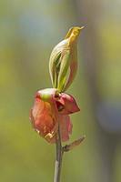 Delicate Blossom Opening on a Young Tree photo