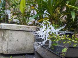 A close up of Orthosiphon aristatus flower photo