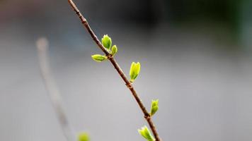 Young green leaves on a tree branch in spring. Spring background. photo
