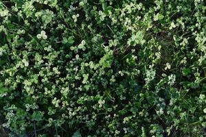 Close-up view of summer green lawn grass, microclover in sunlight photo