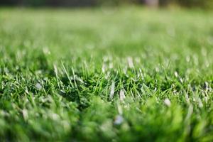 Fresh leaves of young green lawn grass close-up, clover and micro clover sprouts for landscape design and garden landscaping. Ecology and caring for nature as a way of life photo