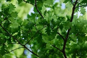 el verde hojas de el roble árbol en el ramas resplandor en contra el azul cielo, el luz de sol. planeta ecología flora foto