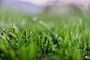 Green grass in spring, close-up photo