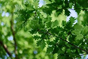 Green fresh leaves on oak branches close-up against the sky in sunlight photo