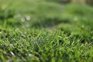 View of young green grass in a park, taken close-up with a beautiful blurring of the background. Screensaver photo